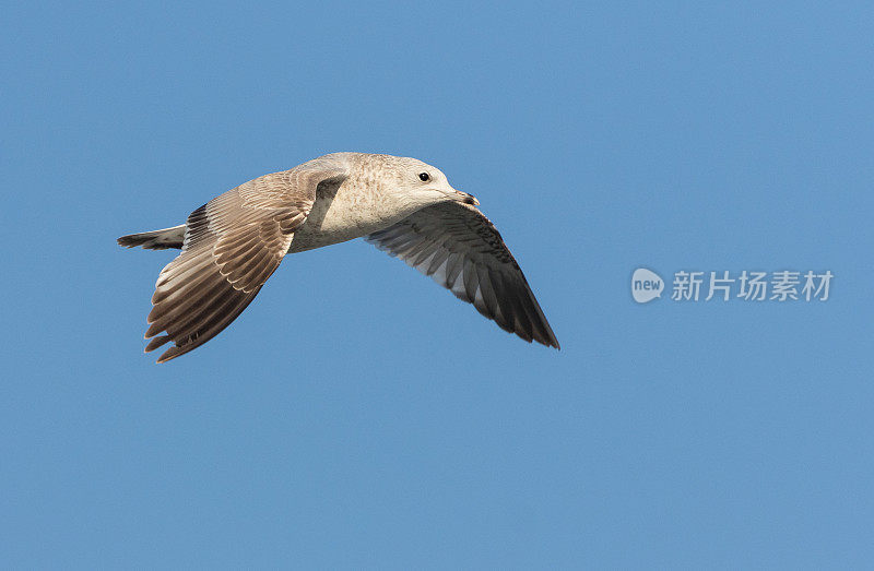 普通海鸥(Larus canus)